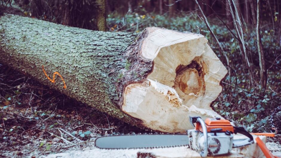 How Big Of A Tree Can An 18 Inch Chainsaw Cut?